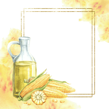 Glass bottle and corn oil gold framed on watercolor yellow splashes spotted background. Fresh sweetcorn, maize cob whole, cut cobs and kernels. Hand drawn illustration isolated from background png