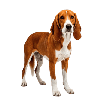 A Cute Foxhounds Portrait png