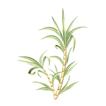 Sugar cane stalks with leaves. Bamboo. Hand drawn watercolor illustration isolate. Fresh sweet ripe stem for sugar production. Ingredient for rum, alcoholic drink. Clipart for food industry, textile. png