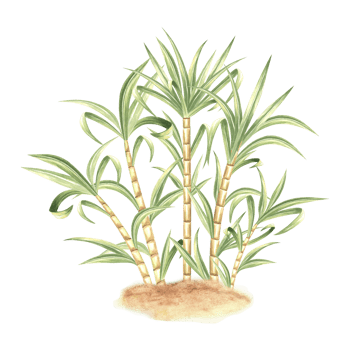 Sugar cane with leaves on grond. Bamboo. Hand drawn watercolor illustration isolate. Fresh sweet ripe stem for sugar production. Ingredient for rum, alcoholic drink. Clipart for food industry, textile png
