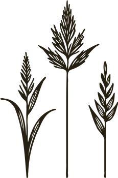 Hand drawn illustration of wildflowers. Black and white. grasses, stems, herbaceous flowers, leaves. Leaf Line Art png