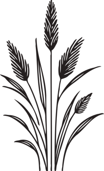 Illustration of outline black and white, linear, hand drawn. Black and white set, floral drawing of wild flowers, cosmos, chamomile, daisies, clover, meadow grasses, stems, herbaceous flowers, leaves. png