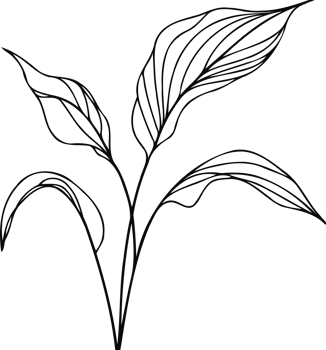 Detailed Anthurium Plant Drawing, Hand drawn vintage sketch, leaves Line art, Plants collection branches Floral elements, set botanical illustration outline leaf, branch, black and white leaves png