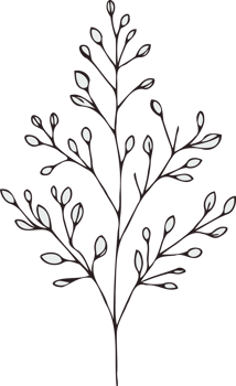 Doodle Hand Drawn Vintage Sketch Drawing, green leaves Line Art, Plants tree branch, Collection branches Floral elements, set of Botanical Illustration Outline leaf, Black And White leaves png