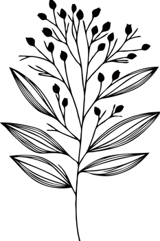 Outlines Hand Drawn Vintage Sketch Drawing, green leaves Line Art, Plants tree branch, Collection branches Floral elements, set of Botanical Illustration Outline leaf, Black And White leaves png