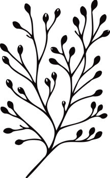 Designs Hand Drawn Vintage Sketch Drawing, green leaves Line Art, Plants tree branch, Collection branches Floral elements, set of Botanical Illustration Outline leaf, Black And White leaves png
