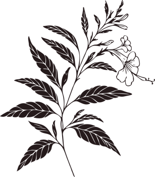 Elongated Hand Drawn Vintage Sketch Drawing, green leaves Line Art, Plants branch, Collection branches Floral elements, set of Botanical Illustration Outline leaf, Black And White leaves png
