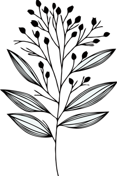 design Hand Drawn Vintage Sketch Drawing, green leaves Line Art, Plants tree branch, Collection branches Floral elements, set of Botanical Illustration Outline leaf, Black And White leaves png