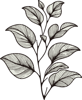Sketches Hand Drawn Vintage Sketch Drawing, green leaves Line Art, Plants tree branch, Collection branches Floral elements, set of Botanical Illustration Outline leaf, Black And White leaves png