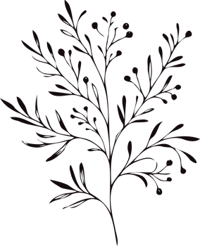 Botanical Hand Drawn Vintage Sketch Drawing, green leaves Line Art, Plants tree branch, Collection branches Floral elements, set of Botanical Illustration Outline leaf, Black And White leaves png