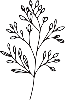Sketch Hand Drawn Vintage Sketch Drawing, green leaves Line Art, Plants tree branch, Collection branches Floral elements, set of Botanical Illustration Outline leaf, Black And White leaves png