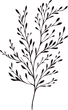Elongated Hand Drawn Vintage Sketch Drawing, green leaves Line Art, Plants tree branch, Collection branches Floral elements, set of Botanical Illustration Outline leaf, Black And White leaves pack png