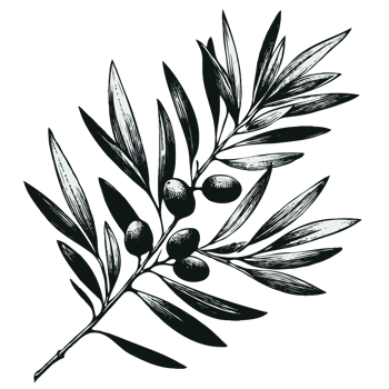 Organic Natural Olive Branch Hand Drawn, Modern Lineart Style, Olive branch with leaves and berries. Black and white illustration png