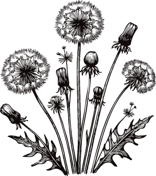 Vintage Dandelion Flower Illustrations. Hand Drawn Set Of Contour Spring Flowers, Line Art Floral, Leaves Drawing, Black And White Illustration, Drawn Decorative Elements Of Plants Stylized Bouquet png