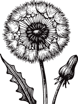 Dandelion Flower Sketches. Hand Drawn Set Of Contour Spring Flowers, Line Art Floral, Leaves Drawing, Black And White Illustration Vintage, Hand-Drawn Decorative Elements Of Plants Stylized Bouquet png