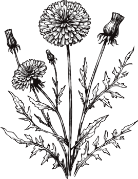 Dandelion Illustrations. Hand Drawn Set Of Contour Spring Flowers, Line Art Floral, Leaves Drawing, Black And White Illustration Vintage, Hand-Drawn Decorative Elements Of Plants Stylized Bouquet png