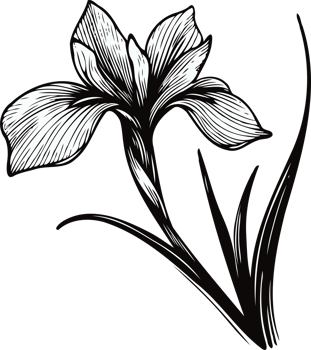 Iris Plant Illustrations. Hand Drawn Doodle Set Of Contour Spring Flowers Line Art Floral, Leaves Black And White Illustration Iris Set Of Decorative Elements Of Plants Stylized Drawing. png
