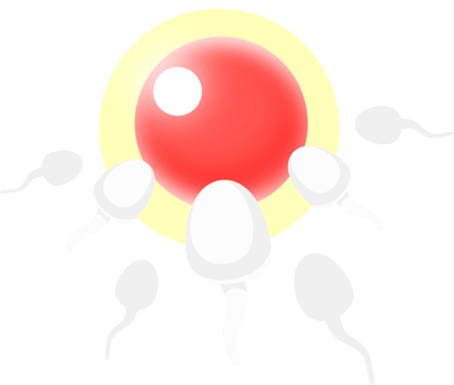 Sperm enters the ovary png