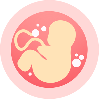 Baby in the womb png