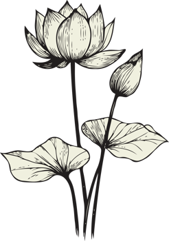 graphic. Hand Drawn Vintage Sketch Drawing, Flower water lily Bud Line Art, Plants, Collection lotus Floral elements, set of Botanical Illustration Outline Of A Flowers, Black And White leaves Art png