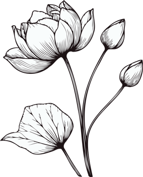 Illustrative. Hand Drawn Vintage Sketch Drawing, Flower water lily Bud Line Art, Plants, Collection lotus Floral elements, set of Botanical Illustration Outline Flowers, Black And White leaves Art png