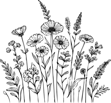 Spring Cosmos and Daisy Composition. Hand drawn meadow flowers, line art floral leaves black and white Doodle illustration, set of outline plants stylized drawing wild flower, grasses, stems, Fireweed png