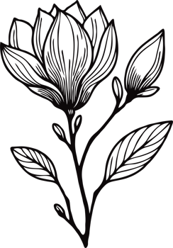Magnolia Flower Design with Leaves. Hand Drawn flowers, line art floral, leaves black and white illustration, Aster, dahlia, flower set of decorative elements of plants stylized drawing png