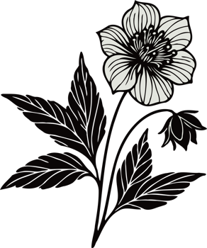 Hand-Drawn Anemone and Bud Design. Hand Drawn hellebore, buttercup, poppy flower, line art of flowers, floral leaves, black and white illustration drawing, decorative elements of plants png