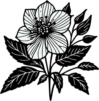 Anemone Flower and Leaf Illustration. Hand Drawn hellebore, buttercup, poppy flower, line art of flowers, floral leaves, black and white illustration drawing, decorative elements of plants png