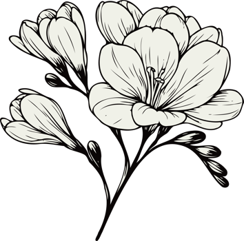 Hand-Drawn Freesia Flower. Hand Drawn contour Alstroemeria flowers, line art floral, black and white Botanical illustration drawing, set of decorative elements of plants png