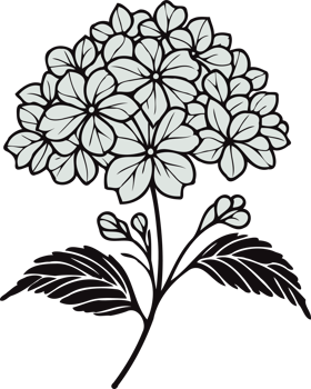 Hydrangea Flower Sketches. Geranium line art floral, black and white illustration, decorative elements of plants stylized Rhododendron flowers png