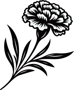 Carnation Blossom Drawing. Hand Drawn contour flowers, line art floral, black and white illustration marigolds drawing, set of decorative elements of plants png