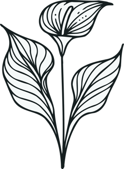 Tailflower Blossom with Green Leaves, Painter's Palette Blossom with Green Foliage. Spathiphyllum line art floral, black and white illustration Anthurium decorative elements of plants Aglaonema, Calla png