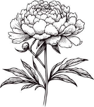 Black and White Peony Art. Hand Drawn Set Of Contour Spring Flowers, Line Art Floral, Leaves Drawing, Black And White Illustration Vintage, Hand-Drawn Decorative Elements Of Plants Stylized Bouquet png
