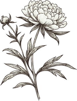 Peony Design Detailed Sketches. Hand Drawn Set Of Contour Spring Flowers, Line Art Floral, Leaves Drawing, Black And White Illustration Vintage, Hand-Drawn Decorative Elements Of Plants Stylized png