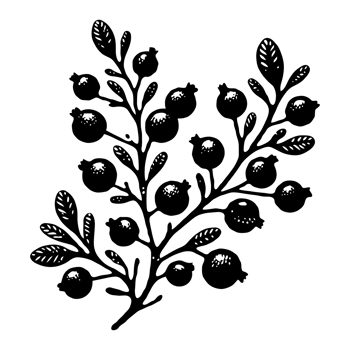 Set Hand drawn on currant branch with berries and leaves, black and white hand drawn Plant illustration in sketch style, Blueberry berry ink art. Botanical illustrations Floral Branches drawing. png