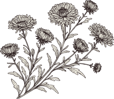 Decorative Chrysanthemum Drawings. Hand Drawn flowers, line art floral, leaves black and white illustration, Aster, dahlia, flower set of decorative elements of plants stylized drawing Botany png
