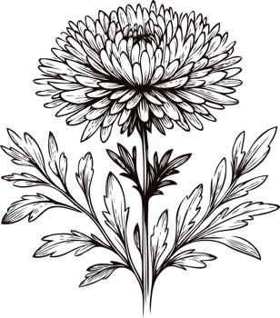 Modern Chrysanthemum Artwork. Hand Drawn flowers, line art floral, leaves black and white illustration, Aster, dahlia, flower set of decorative elements of plants stylized drawing. Botany Collection png