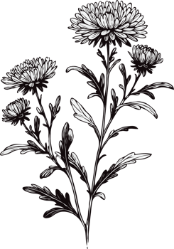 Chrysanthemum Flower Artworks. Hand Drawn flowers, line art floral, leaves black and white illustration, Aster, dahlia, flower set of decorative elements of plants stylized drawing. Botany Collection png