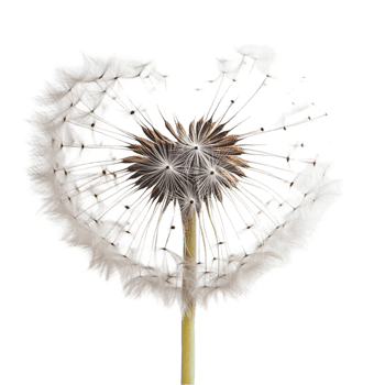 Dandelion Flower with Partially Blown Seeds png