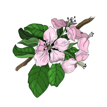 Botanic illustration. Branch with apple flower and leaves. Classic retro design element vector