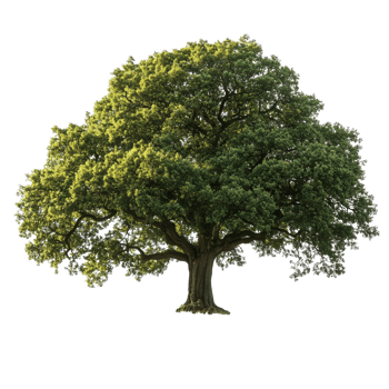 Majestic Oak Tree With Lush Green Leaves in Bright Sunlight png