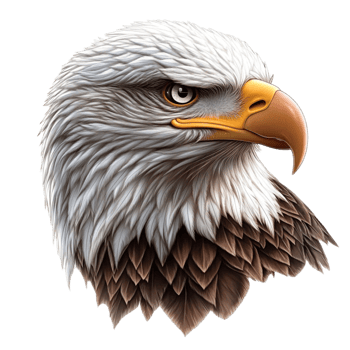 Side Profile of a Majestic Bald Eagle png