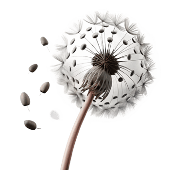 serene modern dramatic traditional A single dandelion seedhead with seeds blowing in the wind, delicate and ethereal, black and white photography premium genuine png