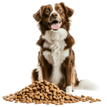 Purebred King Charles Spaniel Puppy Sitting On Clear png