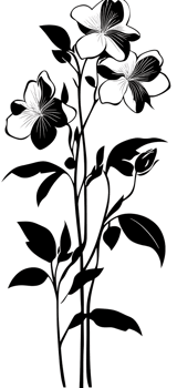 Elegant floral line art illustration png