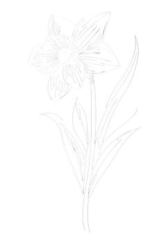 Black and white drawing of a daffodil flower. png