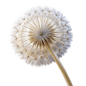 impressive creative beautiful classic A single dandelion seedhead, delicately lit from behind, intricate details, ethereal style genuine detailed png