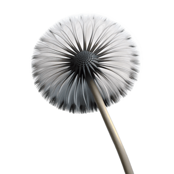 magnificent abstract extraordinary artistic A single dandelion seedhead, delicately lit from behind, ethereal, black and white photography detailed original png
