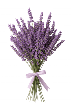 A bunch of purple lavender flowers are tied together with a ribbon png